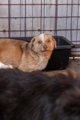 Gerti, kleine Entdeckerin sucht ihr Glück, Mischling - Hündin