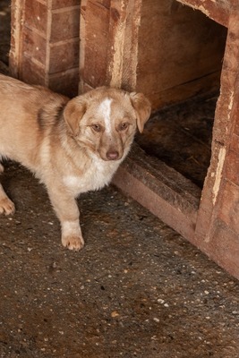 Gerti, kleine Entdeckerin sucht ihr Glück, Mischling - Hündin