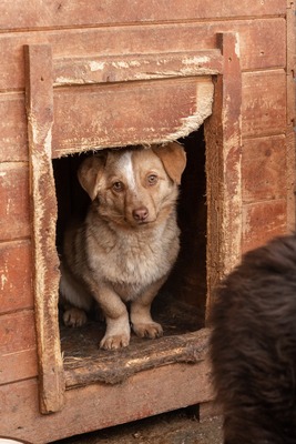 Gerti, kleine Entdeckerin sucht ihr Glück, Mischling - Hündin