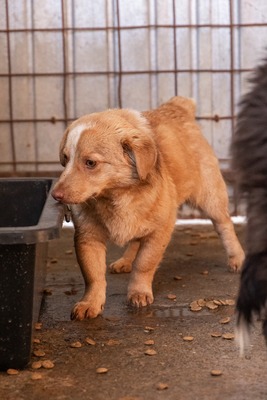 Gerti, kleine Entdeckerin sucht ihr Glück, Mischling - Hündin