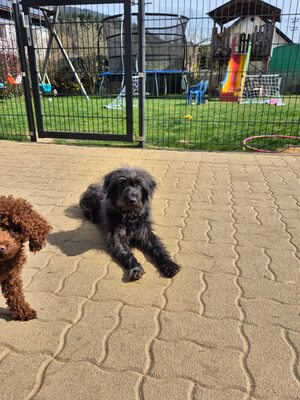 Gerti sucht liebevolles Zuhause