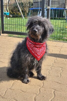 Gerti sucht liebevolles Zuhause, Mischling - Hündin