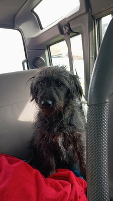 Gerti sucht liebevolles Zuhause, Mischling - Hündin