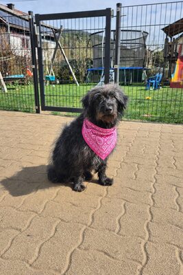 Gerti sucht liebevolles Zuhause, Mischling - Hündin