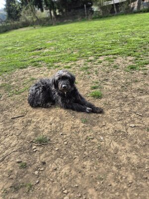 Gerti sucht liebevolles Zuhause, Mischling - Hündin