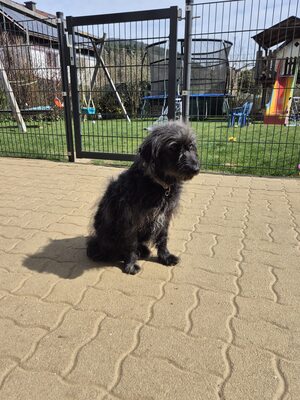 Gerti sucht liebevolles Zuhause, Mischling - Hündin