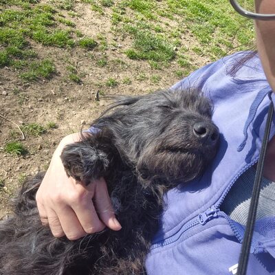 Gerti sucht liebevolles Zuhause, Mischling - Hündin