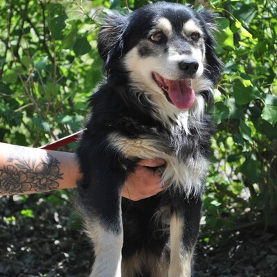 🌺🌷Gertruda süße Maus ist ein älteres Hundemädchen, das nicht mehr so gut hören kann, der es aber sonst gut geht, auch wenn sie unter schlechten Bedingungen leben musste🌺, Mischlingshündin - Hündin