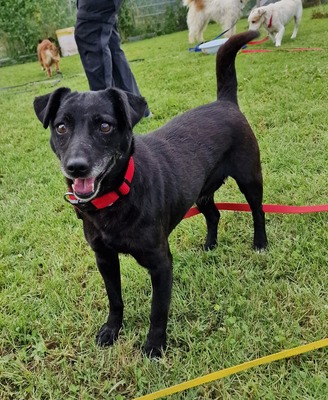 Gesa - NOTFELLCHEN -, Mix - Hündin