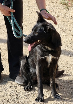 Gia, Mix - Hündin