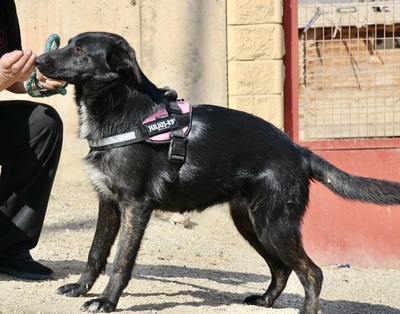 Gia, Mix - Hündin