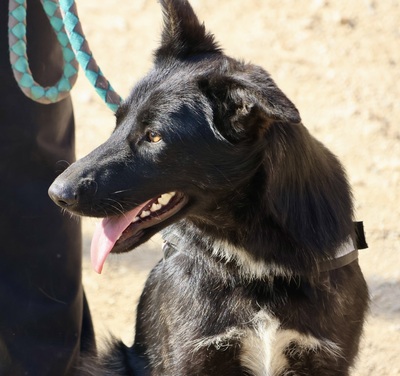 Gia, Mix - Hündin