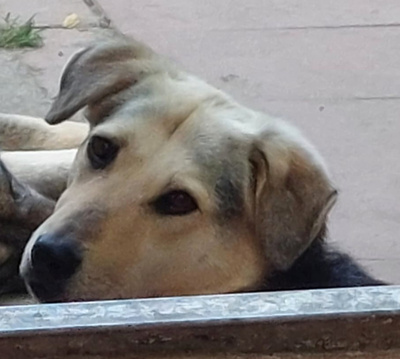 Gianna - NOTFALL Österreich, Mischling - Hündin