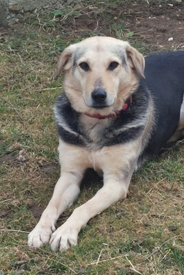 Gianna - NOTFALL Österreich, Mischling - Hündin