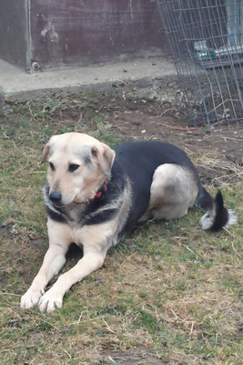 Gianna - NOTFALL Österreich, Mischling - Hündin