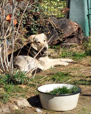 Gianna - NOTFALL Österreich, Mischling - Hündin