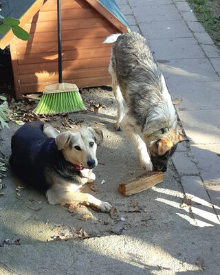 Gianna - NOTFALL Österreich, Mischling - Hündin