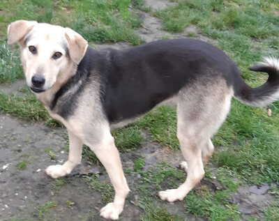 Gianna - NOTFALL Österreich, Mischling - Hündin