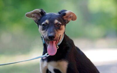 Gianni, Mischling Welpen - Rüde