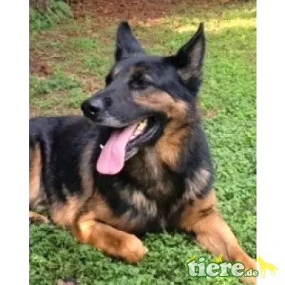 Gilberto, Deutscher Schäferhund - Rüde