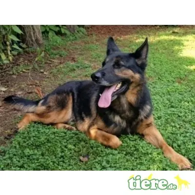 Gilberto, Deutscher Schäferhund - Rüde