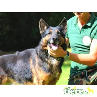Gilberto, Deutscher Schäferhund - Rüde