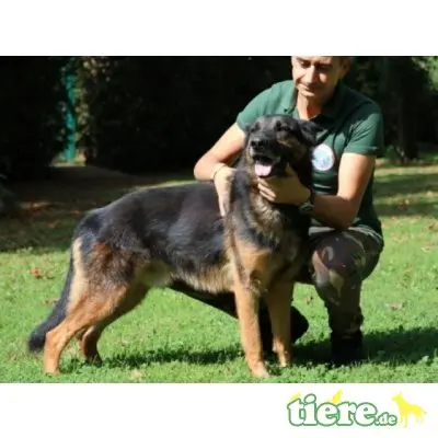 Gilberto, Deutscher Schäferhund - Rüde