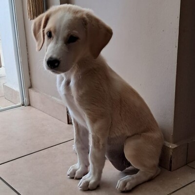 Gilda - kleine Kämpferin, die voller Lebensfreude steckt / Reserviert, Mischling Welpen - Hündin