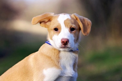 Gimli, Beagle/JackRusselMix Welpen - Rüde