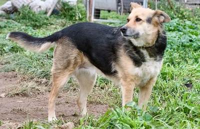 Gina - Liebenswerte Mischlingsdame, ca. 8 Jahre/52cm/30kg, Mischling - Hündin