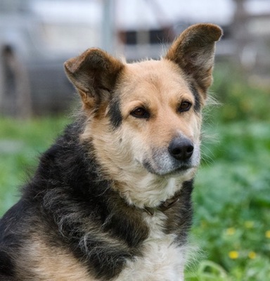 Gina - Liebenswerte Mischlingsdame, ca. 8 Jahre/52cm/30kg, Mischling - Hündin