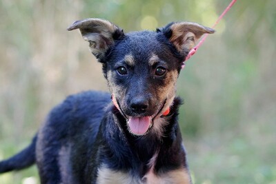 Gina, Mischling Welpen - Hündin