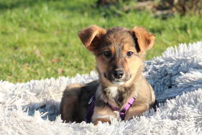 Gina, Mischling Welpen - Hündin