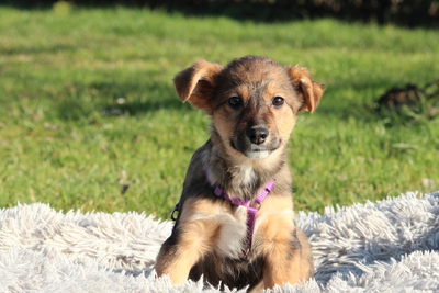 Gina, Mischling Welpen - Hündin