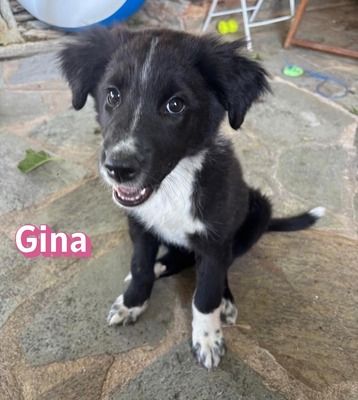 Gina, Mischling Welpen - Hündin