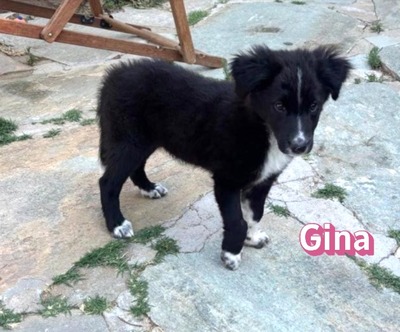 Gina, Mischling Welpen - Hündin