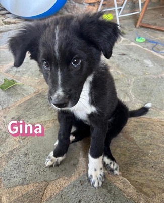 Gina, Mischling Welpen - Hündin