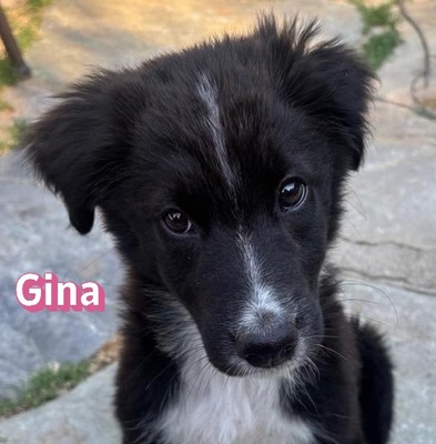 Gina, Mischling Welpen - Hündin