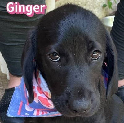 Ginger, Labrador Welpen - Hündin