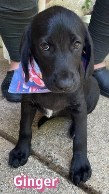 Ginger, Labrador Welpen - Hündin