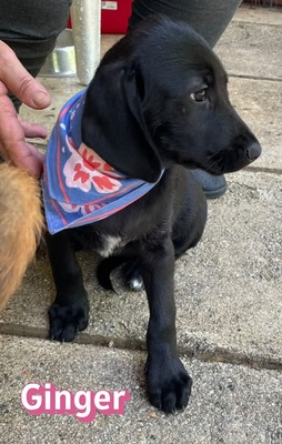 Ginger, Labrador Welpen - Hündin