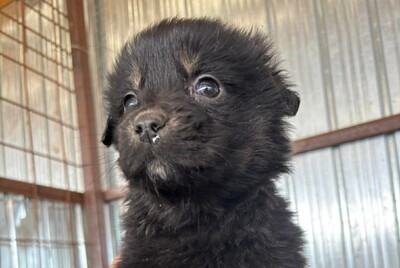 Ginger, Mischling Welpen - Hündin