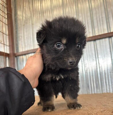 Ginger, Mischling Welpen - Hündin
