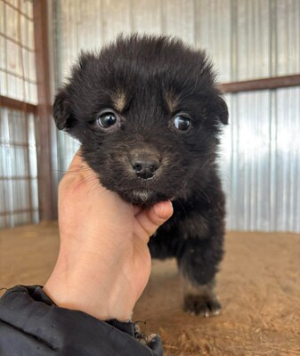 Ginger, Mischling Welpen - Hündin