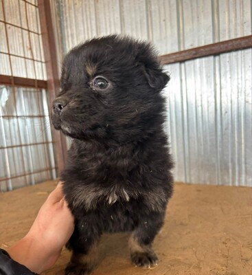 Ginger, Mischling Welpen - Hündin