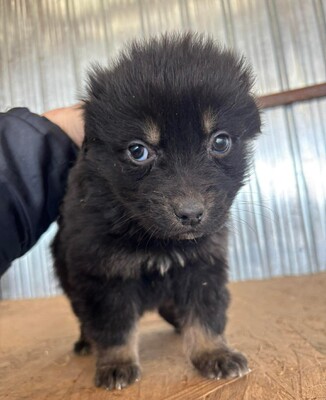 Ginger, Mischling Welpen - Hündin