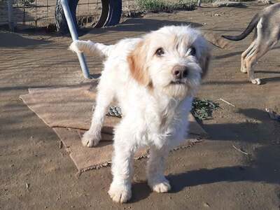 Ginger - Wundervolle Welpendame, ca. 4 Monate, Mischling Welpen - Hündin