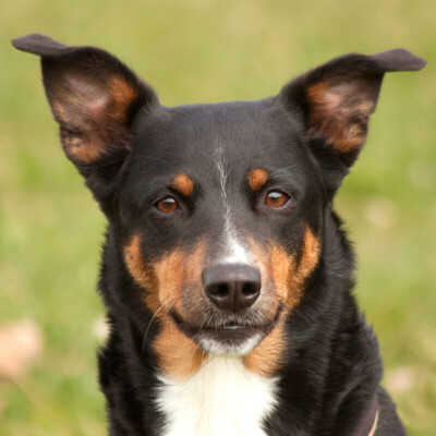 Gini, Appenzeller - Hündin