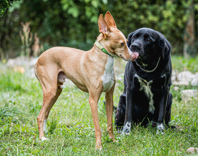 Ginio, Podenco - Rüde