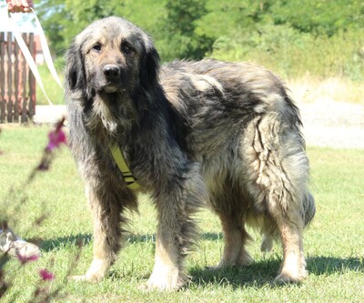 Gino, Mischling - Rüde